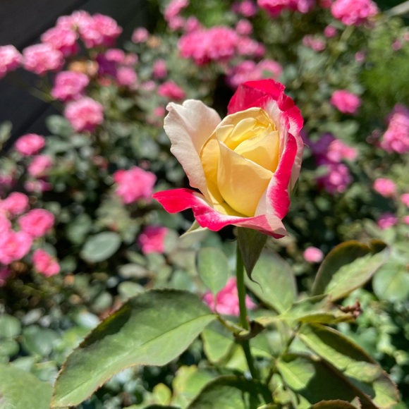 Meet your Posher, - Picture 14 of 15